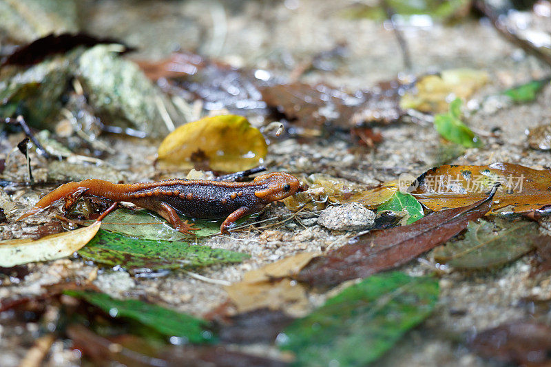 动物:成年喜马拉雅蝾螈(Tylototriton verrucosus)，也被称为鳄鱼蝾螈、鳄鱼蝾螈、喜马拉雅蝾螈和红节蝾螈。